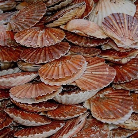 Coquilles St Jacques