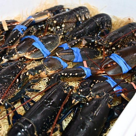 Homards bretons