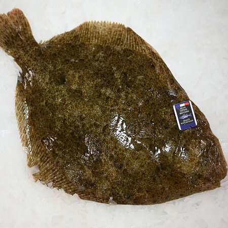 Turbot